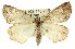  ( - 11ANIC-00737)  @14 [ ] CreativeCommons - Attribution (2011) ANIC/CBG Photography Group Centre for Biodiversity Genomics