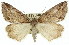  ( - 11ANIC-00739)  @15 [ ] CreativeCommons - Attribution (2011) ANIC/CBG Photography Group Centre for Biodiversity Genomics