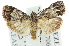  ( - 11ANIC-00808)  @14 [ ] CreativeCommons - Attribution (2011) ANIC/CBG Photography Group Centre for Biodiversity Genomics