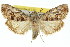  ( - 11ANIC-00972)  @11 [ ] CreativeCommons - Attribution (2011) ANIC/CBG Photography Group Centre for Biodiversity Genomics