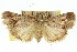  ( - 11ANIC-01031)  @11 [ ] CreativeCommons - Attribution (2011) ANIC/CBG Photography Group Centre for Biodiversity Genomics