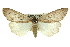  (Chlenias gonosema - 11ANIC-01064)  @15 [ ] CreativeCommons - Attribution (2011) ANIC/CBG Photography Group Centre for Biodiversity Genomics