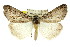  ( - 11ANIC-01066)  @14 [ ] CreativeCommons - Attribution (2011) ANIC/CBG Photography Group Centre for Biodiversity Genomics