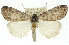  ( - 11ANIC-01068)  @13 [ ] CreativeCommons - Attribution (2011) ANIC/CBG Photography Group Centre for Biodiversity Genomics