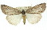  ( - 11ANIC-01069)  @13 [ ] CreativeCommons - Attribution (2011) ANIC/CBG Photography Group Centre for Biodiversity Genomics