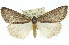  (Chlenias calligrapha - 11ANIC-01070)  @15 [ ] CreativeCommons - Attribution (2011) ANIC/CBG Photography Group Centre for Biodiversity Genomics