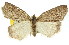  ( - 11ANIC-01073)  @11 [ ] CreativeCommons - Attribution (2011) ANIC/CBG Photography Group Centre for Biodiversity Genomics