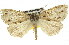  (Chlenias banksiaria - 11ANIC-01076)  @15 [ ] CreativeCommons - Attribution (2011) ANIC/CBG Photography Group Centre for Biodiversity Genomics