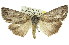  (Chlenias zonaea - 11ANIC-01079)  @14 [ ] CreativeCommons - Attribution (2011) ANIC/CBG Photography Group Centre for Biodiversity Genomics