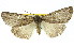  (Chlenias sp. ANIC3 - 11ANIC-01080)  @11 [ ] CreativeCommons - Attribution (2011) ANIC/CBG Photography Group Centre for Biodiversity Genomics