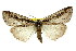  ( - 11ANIC-01084)  @15 [ ] CreativeCommons - Attribution (2011) ANIC/CBG Photography Group Centre for Biodiversity Genomics