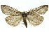 ( - 11ANIC-01085)  @14 [ ] CreativeCommons - Attribution (2011) ANIC/CBG Photography Group Centre for Biodiversity Genomics