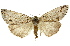  (Chlenias auctaria - 11ANIC-01086)  @15 [ ] CreativeCommons - Attribution (2011) ANIC/CBG Photography Group Centre for Biodiversity Genomics
