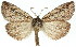  ( - 11ANIC-01087)  @15 [ ] CreativeCommons - Attribution (2011) ANIC/CBG Photography Group Centre for Biodiversity Genomics
