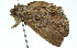  ( - 11ANIC-01088)  @14 [ ] CreativeCommons - Attribution (2011) ANIC/CBG Photography Group Centre for Biodiversity Genomics