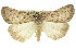  ( - 11ANIC-01089)  @11 [ ] CreativeCommons - Attribution (2011) ANIC/CBG Photography Group Centre for Biodiversity Genomics