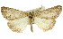  ( - 11ANIC-01090)  @11 [ ] CreativeCommons - Attribution (2011) ANIC/CBG Photography Group Centre for Biodiversity Genomics