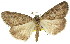  ( - 11ANIC-01091)  @13 [ ] CreativeCommons - Attribution (2011) ANIC/CBG Photography Group Centre for Biodiversity Genomics