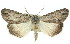  ( - 11ANIC-01103)  @15 [ ] CreativeCommons - Attribution (2011) ANIC/CBG Photography Group Centre for Biodiversity Genomics
