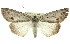  ( - 11ANIC-01105)  @15 [ ] CreativeCommons - Attribution (2011) ANIC/CBG Photography Group Centre for Biodiversity Genomics