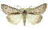  (Chlenias macrochorda - 11ANIC-01107)  @15 [ ] CreativeCommons - Attribution (2011) ANIC/CBG Photography Group Centre for Biodiversity Genomics