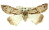  ( - 11ANIC-01108)  @11 [ ] CreativeCommons - Attribution (2011) ANIC/CBG Photography Group Centre for Biodiversity Genomics