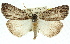  (Chlenias sp. ANIC1 - 11ANIC-01110)  @14 [ ] CreativeCommons - Attribution (2011) ANIC/CBG Photography Group Centre for Biodiversity Genomics