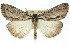  ( - 11ANIC-01111)  @13 [ ] CreativeCommons - Attribution (2011) ANIC/CBG Photography Group Centre for Biodiversity Genomics