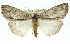  ( - 11ANIC-01112)  @13 [ ] CreativeCommons - Attribution (2011) ANIC/CBG Photography Group Centre for Biodiversity Genomics