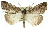  ( - 11ANIC-01116)  @15 [ ] CreativeCommons - Attribution (2011) ANIC/CBG Photography Group Centre for Biodiversity Genomics