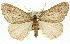  (Chlenias cyclosticha - 11ANIC-01117)  @13 [ ] CreativeCommons - Attribution (2011) ANIC/CBG Photography Group Centre for Biodiversity Genomics