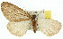  ( - 11ANIC-01118)  @12 [ ] CreativeCommons - Attribution (2011) ANIC/CBG Photography Group Centre for Biodiversity Genomics