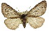  (Chlenias sp. ANIC4 - 11ANIC-01119)  @15 [ ] CreativeCommons - Attribution (2011) ANIC/CBG Photography Group Centre for Biodiversity Genomics