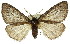  ( - 11ANIC-01120)  @14 [ ] CreativeCommons - Attribution (2011) ANIC/CBG Photography Group Centre for Biodiversity Genomics