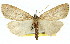  ( - 11ANIC-01128)  @11 [ ] CreativeCommons - Attribution (2011) ANIC/CBG Photography Group Centre for Biodiversity Genomics
