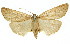  ( - 11ANIC-01129)  @11 [ ] CreativeCommons - Attribution (2011) ANIC/CBG Photography Group Centre for Biodiversity Genomics