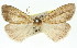  (Chlenias chytrinopa - 11ANIC-01130)  @12 [ ] CreativeCommons - Attribution (2011) ANIC/CBG Photography Group Centre for Biodiversity Genomics