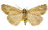  ( - 11ANIC-01131)  @11 [ ] CreativeCommons - Attribution (2011) ANIC/CBG Photography Group Centre for Biodiversity Genomics