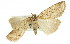  (Chlenias sp. ANIC7 - 11ANIC-01132)  @11 [ ] CreativeCommons - Attribution (2011) ANIC/CBG Photography Group Centre for Biodiversity Genomics