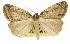  ( - 11ANIC-01133)  @11 [ ] CreativeCommons - Attribution (2011) ANIC/CBG Photography Group Centre for Biodiversity Genomics