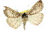  ( - 11ANIC-01137)  @14 [ ] CreativeCommons - Attribution (2011) ANIC/CBG Photography Group Centre for Biodiversity Genomics