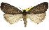  ( - 11ANIC-01139)  @11 [ ] CreativeCommons - Attribution (2011) ANIC/CBG Photography Group Centre for Biodiversity Genomics
