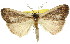  ( - 11ANIC-01140)  @11 [ ] CreativeCommons - Attribution (2011) ANIC/CBG Photography Group Centre for Biodiversity Genomics