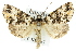  ( - 11ANIC-00864)  @14 [ ] CreativeCommons - Attribution (2011) ANIC/CBG Photography Group Centre for Biodiversity Genomics