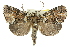  (Lophosigna - 11ANIC-00865)  @15 [ ] CreativeCommons - Attribution (2011) ANIC/CBG Photography Group Centre for Biodiversity Genomics