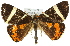  ( - 11ANIC-00868)  @13 [ ] CreativeCommons - Attribution (2011) ANIC/CBG Photography Group Centre for Biodiversity Genomics