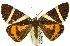  ( - 11ANIC-00871)  @13 [ ] CreativeCommons - Attribution (2011) ANIC/CBG Photography Group Centre for Biodiversity Genomics