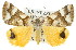  ( - 11ANIC-00872)  @11 [ ] CreativeCommons - Attribution (2011) ANIC/CBG Photography Group Centre for Biodiversity Genomics