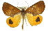  ( - 11ANIC-00875)  @11 [ ] CreativeCommons - Attribution (2011) ANIC/CBG Photography Group Centre for Biodiversity Genomics