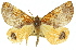  ( - 11ANIC-00876)  @13 [ ] CreativeCommons - Attribution (2011) ANIC/CBG Photography Group Centre for Biodiversity Genomics